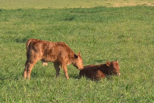 Visita a Cabaña El Aguaribay - Hasenkamp - Angus aptos para conformar un rodeo de excelencia