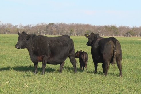 Visita a Cabaña El Aguaribay - Hasenkamp - Angus aptos para conformar un rodeo de excelencia