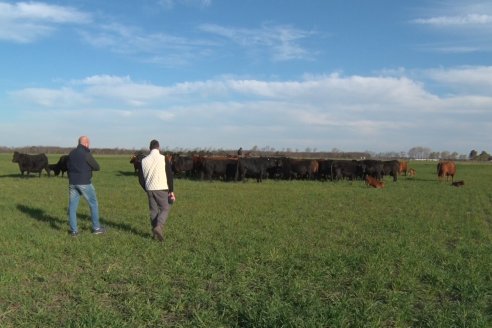 Visita a Cabaña El Aguaribay - Hasenkamp - Angus aptos para conformar un rodeo de excelencia