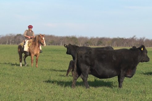 Visita a Cabaña El Aguaribay - Hasenkamp - Angus aptos para conformar un rodeo de excelencia