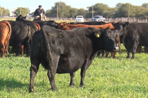 Visita a Cabaña El Aguaribay - Hasenkamp - Angus aptos para conformar un rodeo de excelencia