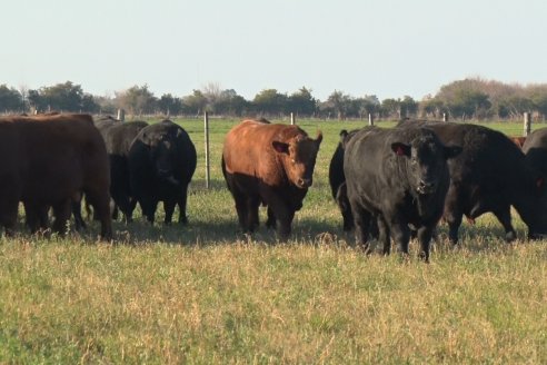 Visita a Cabaña El Aguaribay - Hasenkamp - Angus aptos para conformar un rodeo de excelencia