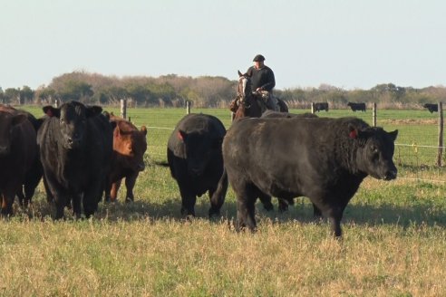 Visita a Cabaña El Aguaribay - Hasenkamp - Angus aptos para conformar un rodeo de excelencia