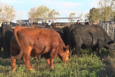 Visita a Cabaña El Aguaribay - Hasenkamp - Angus aptos para conformar un rodeo de excelencia