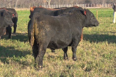 Visita a Cabaña El Aguaribay - Hasenkamp - Angus aptos para conformar un rodeo de excelencia