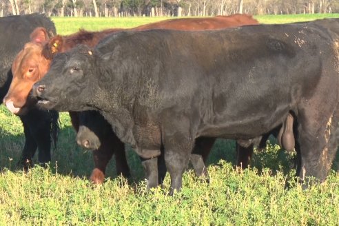 Visita a Cabaña El Aguaribay - Hasenkamp - Angus aptos para conformar un rodeo de excelencia