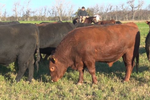 Visita a Cabaña El Aguaribay - Hasenkamp - Angus aptos para conformar un rodeo de excelencia