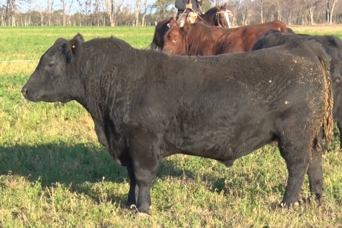 Visita a Cabaña El Aguaribay - Hasenkamp - Angus aptos para conformar un rodeo de excelencia