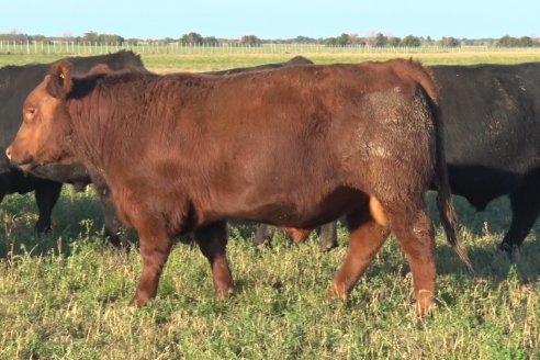 Visita a Cabaña El Aguaribay - Hasenkamp - Angus aptos para conformar un rodeo de excelencia