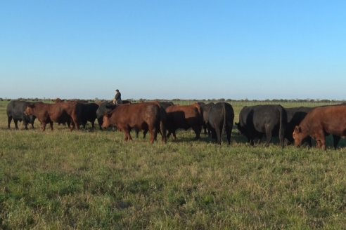 Visita a Cabaña El Aguaribay - Hasenkamp - Angus aptos para conformar un rodeo de excelencia