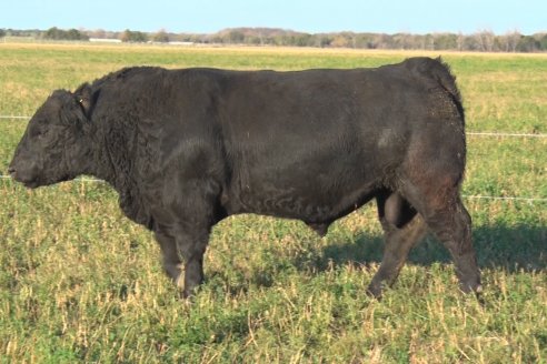 Visita a Cabaña El Aguaribay - Hasenkamp - Angus aptos para conformar un rodeo de excelencia