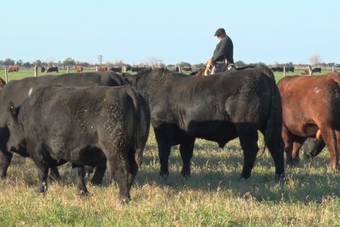 Visita a Cabaña El Aguaribay - Hasenkamp - Angus aptos para conformar un rodeo de excelencia