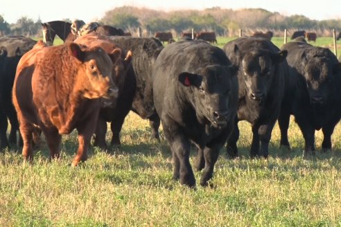 Visita a Cabaña El Aguaribay - Hasenkamp - Angus aptos para conformar un rodeo de excelencia