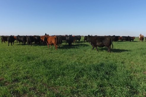 Visita a Cabaña El Aguaribay - Hasenkamp - Angus aptos para conformar un rodeo de excelencia