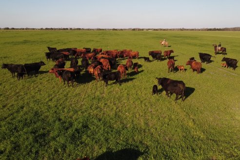 Visita a Cabaña El Aguaribay - Hasenkamp - Angus aptos para conformar un rodeo de excelencia