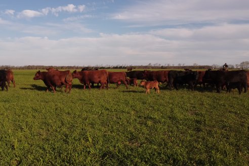 Visita a Cabaña El Aguaribay - Hasenkamp - Angus aptos para conformar un rodeo de excelencia