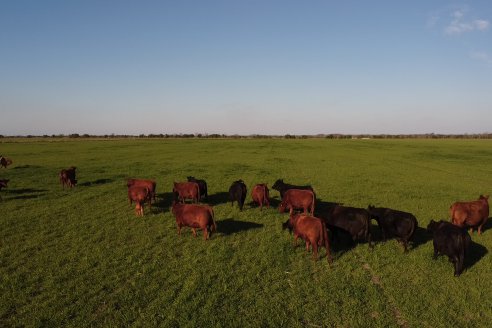 Visita a Cabaña El Aguaribay - Hasenkamp - Angus aptos para conformar un rodeo de excelencia