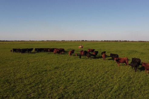 Visita a Cabaña El Aguaribay - Hasenkamp - Angus aptos para conformar un rodeo de excelencia