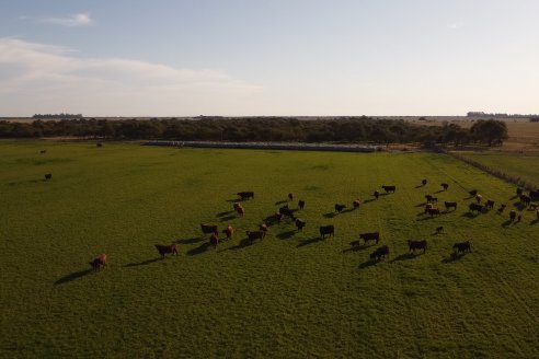 Visita a Cabaña El Aguaribay - Hasenkamp - Angus aptos para conformar un rodeo de excelencia