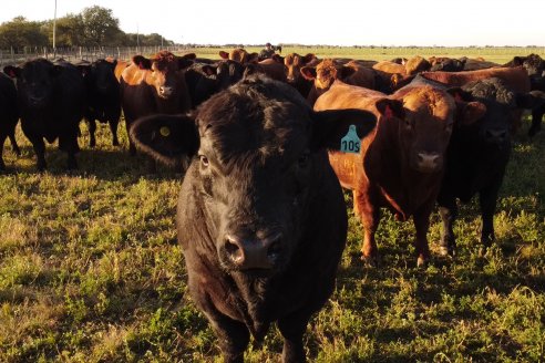 Visita a Cabaña El Aguaribay - Hasenkamp - Angus aptos para conformar un rodeo de excelencia