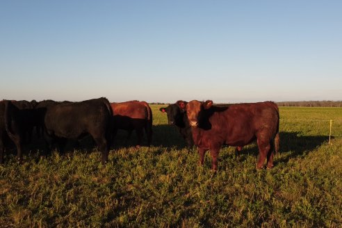 Visita a Cabaña El Aguaribay - Hasenkamp - Angus aptos para conformar un rodeo de excelencia