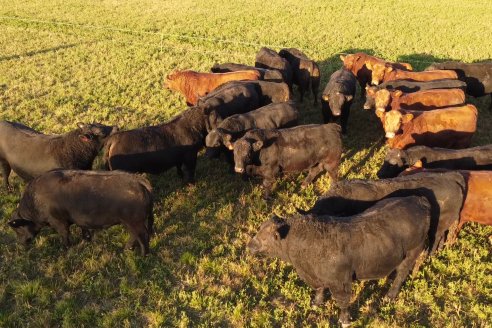 Visita a Cabaña El Aguaribay - Hasenkamp - Angus aptos para conformar un rodeo de excelencia