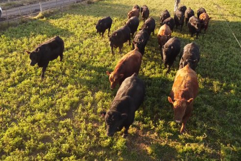 Visita a Cabaña El Aguaribay - Hasenkamp - Angus aptos para conformar un rodeo de excelencia