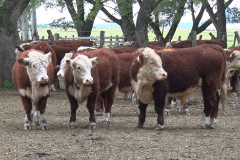 Gira Hereford Mesopotámica 2022: Visita a Establecimiento Santa Rita y Soc.Rural de Chajarí