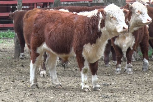 Gira Hereford Mesopotámica 2022: Visita a Establecimiento Santa Rita y Soc.Rural de Chajarí