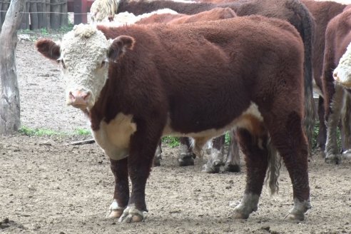 Gira Hereford Mesopotámica 2022: Visita a Establecimiento Santa Rita y Soc.Rural de Chajarí