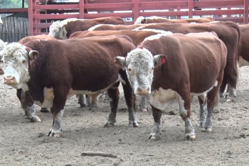 Gira Hereford Mesopotámica 2022: Visita a Establecimiento Santa Rita y Soc.Rural de Chajarí