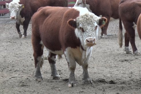 Gira Hereford Mesopotámica 2022: Visita a Establecimiento Santa Rita y Soc.Rural de Chajarí