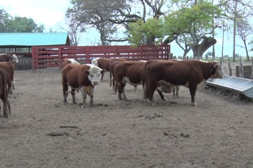 Gira Hereford Mesopotámica 2022: Visita a Establecimiento Santa Rita y Soc.Rural de Chajarí