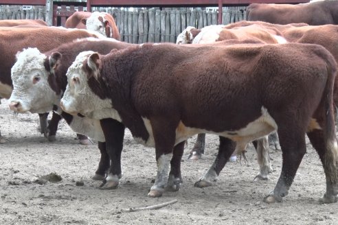 Gira Hereford Mesopotámica 2022: Visita a Establecimiento Santa Rita y Soc.Rural de Chajarí