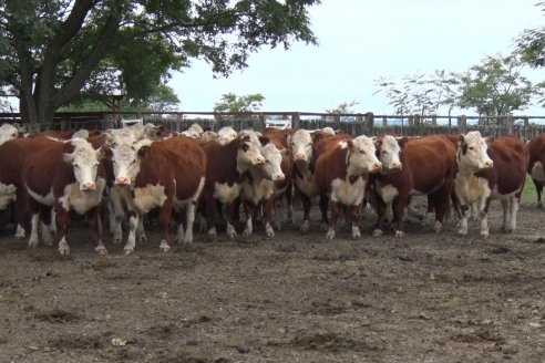 Gira Hereford Mesopotámica 2022: Visita a Establecimiento Santa Rita y Soc.Rural de Chajarí