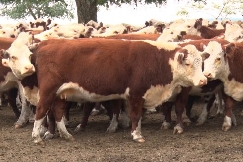 Gira Hereford Mesopotámica 2022: Visita a Establecimiento Santa Rita y Soc.Rural de Chajarí