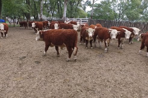 Gira Hereford Mesopotámica 2022: Visita a Establecimiento Santa Rita y Soc.Rural de Chajarí