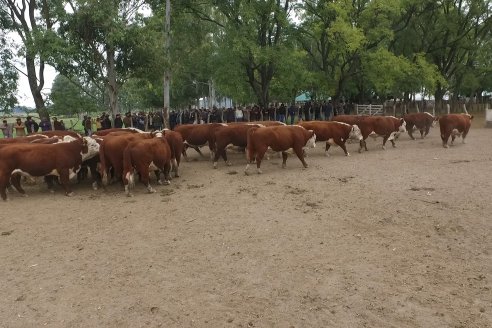 Gira Hereford Mesopotámica 2022: Visita a Establecimiento Santa Rita y Soc.Rural de Chajarí