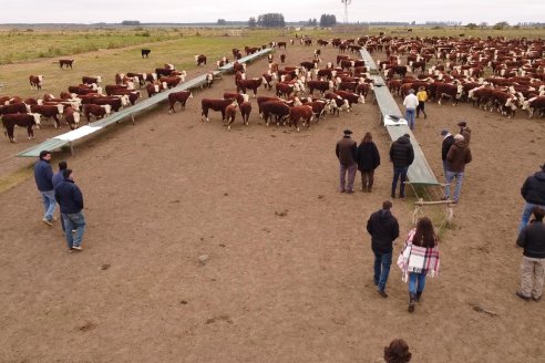 Gira Hereford Mesopotámica 2022: Visita a Establecimiento Santa Rita y Soc.Rural de Chajarí