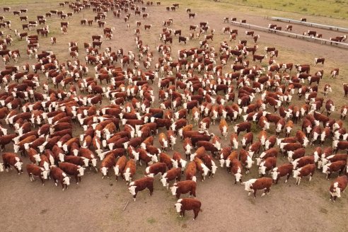 Gira Hereford Mesopotámica 2022: Visita a Establecimiento Santa Rita y Soc.Rural de Chajarí