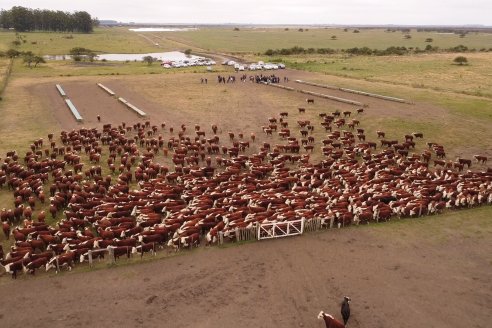 Gira Hereford Mesopotámica 2022: Visita a Establecimiento Santa Rita y Soc.Rural de Chajarí