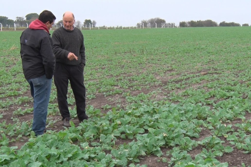 Tórtul mostró el cultivo de carinata y dijo que el clima los está acompañando.