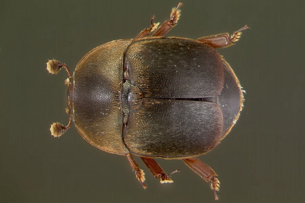 El insecto representa una amenaza concreta a los apiarios argentinos.