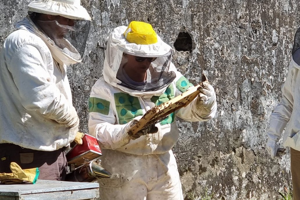 El Fipronil representa un riesgo para las abejas silvestres y mellíferas.