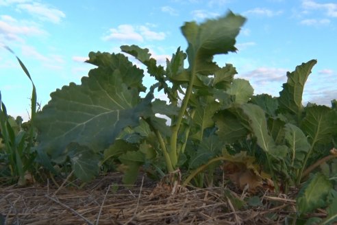 Este invierno será pobre en cultivo de colza y carinata