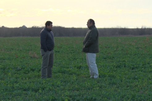 La colza se abre camino dentro de la escena invernal de Entre Ríos - COOPAR - Rincon del Doll