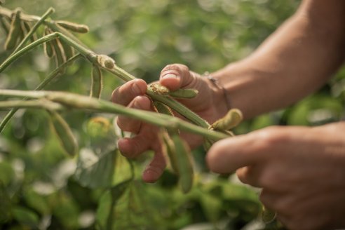 Sojeros vuelven a la carga con más hectáreas plantadas