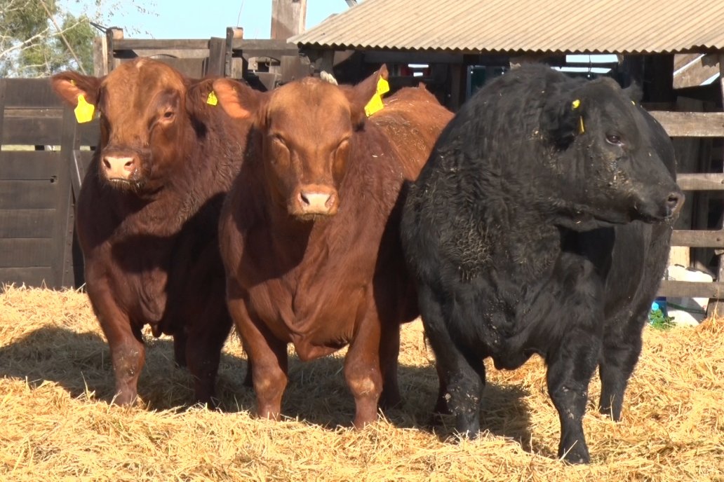 La propuesta en variada, salen toros, vaquillas con terneros al pie y preñadas.