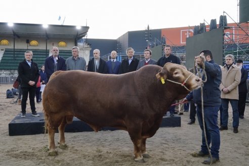 Nicanor se llama el Limousin que entró primero a la Rural