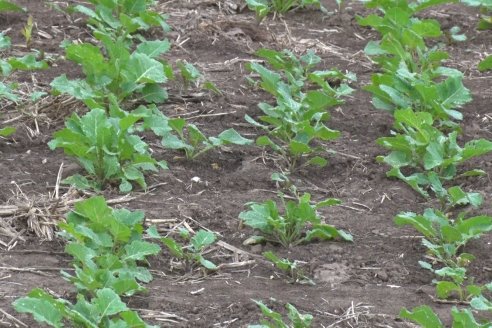 Cultivo de Carinata - Grupo Bolzan - Aldea Maria Luisa